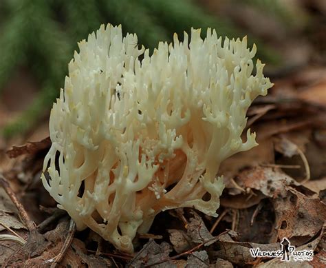 Straight Branched Coral 1 Fungi Stuffed Mushrooms Coral Straight