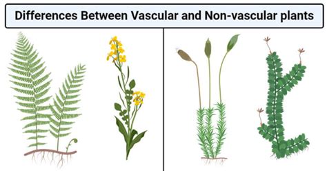 Vascular Vs Non Vascular Plants 17 Differences Examples