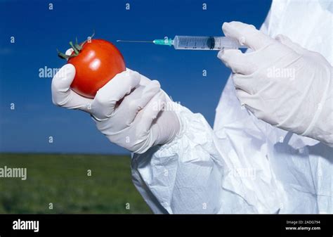 Genetically Engineered Tomato Conceptual Image Of A Scientist