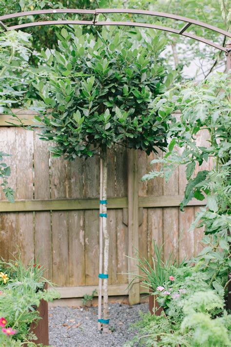 How To Grow Bay Laurel At Home • Gardenary