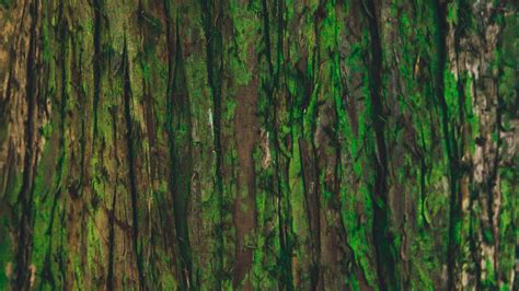Bark Tree Green Texture 4k Hd Wallpaper