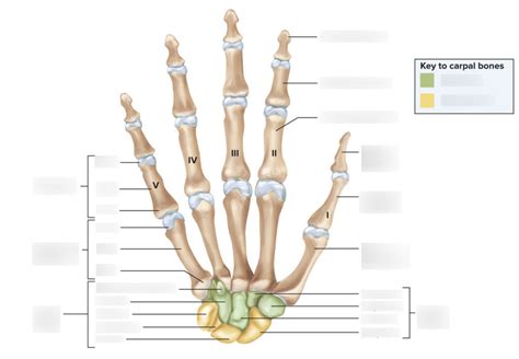 Upper Limb Carpals Metacarpals And Phalanges 834 Diagram Quizlet
