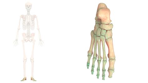 Sistema Esquelético Humano Pie Articulaciones Vista Anterior Anatomía