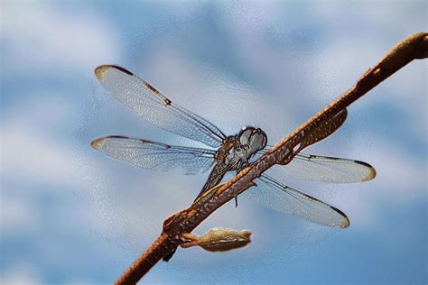 Abstract Dragonfly Photograph By Cynthia Guinn Fine Art America