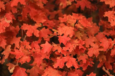 350 Fall Leaves Pictures Hq Download Free Images On Unsplash