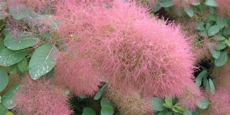 the fluff flowered cotinus candy floss and ruby glow