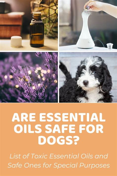 What Oil Diffusers Are Safe For Dogs And Cats