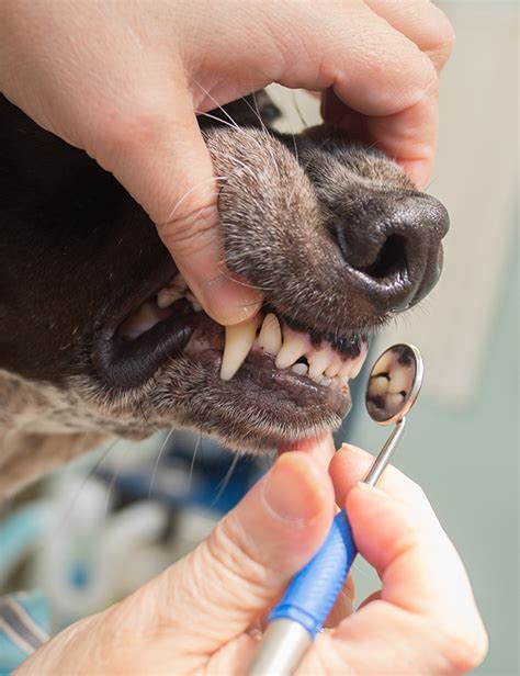Canine Teeth Cleaning Instruments