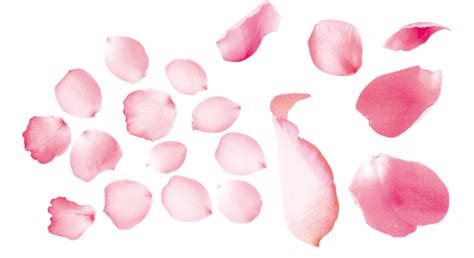 粉色高清玫瑰花瓣装饰设计模板素材