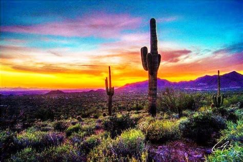 Cactus Desert Arizona Photography Arizona Sunrise Sunset Photos