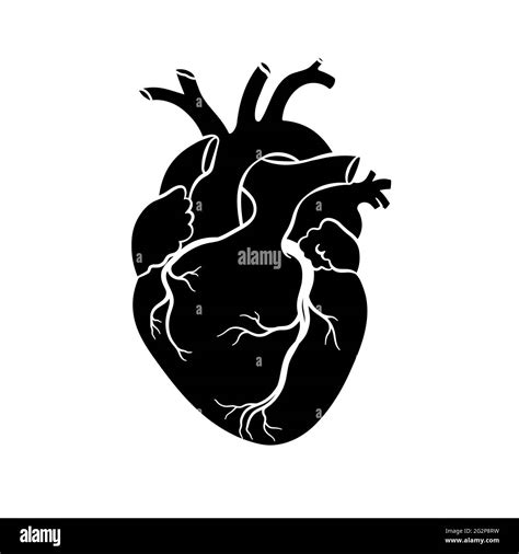 Human Heart Anatomical Realistic Heart Icon Vector Illustration Stock