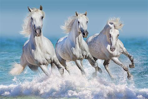 Horses Running Through Water Stock Photos Pictures And Royalty Free