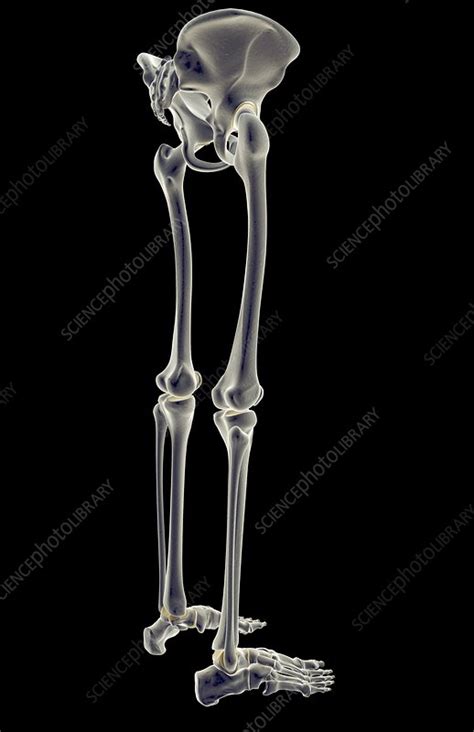 The bones of the upper and lower limbs pull and push, with the help of muscles. The bones of the lower body - Stock Image - F001/9827 - Science Photo Library