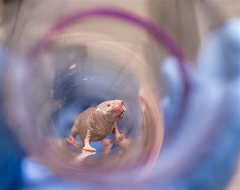 Investigadores Observan Que La Ilimitada Fertilidad De Las Ratas Topo Desnudas Podr A Ayudar A