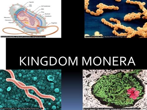 In linnaeus' time a two kingdom system of classification with plantae and animalia kingdoms was developed that included all plants and animals respectively. The Kingdom Monera - BIODIVERSITY