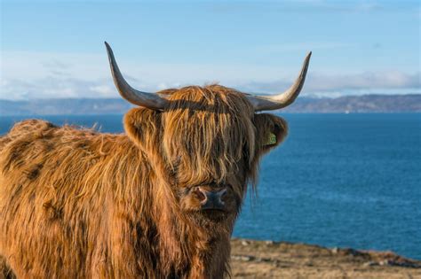 Dónde Ver Vacas De Las Highlands En Escocia Visitscotland