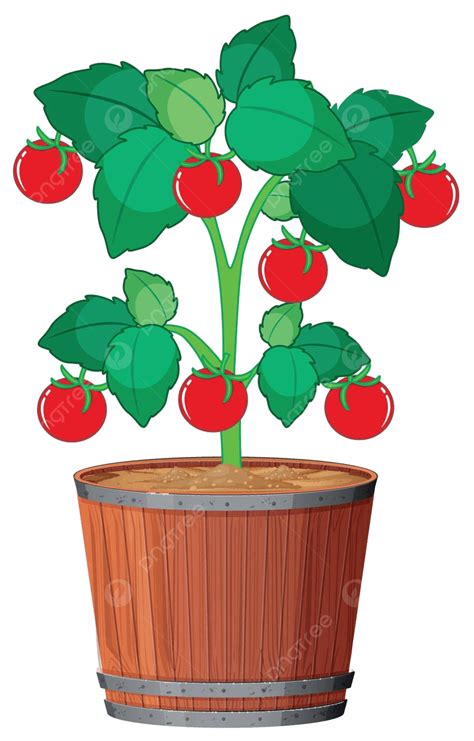 Una Planta De Tomate En La Olla Dibujo Imagen Vegetal Vector Png