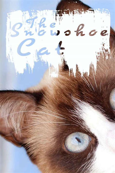 Snowshoe Cat Breed Information Center A Complete Guide