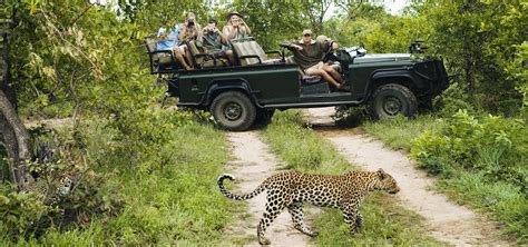 Kruger Tours The Best South Africa Safari Adventures