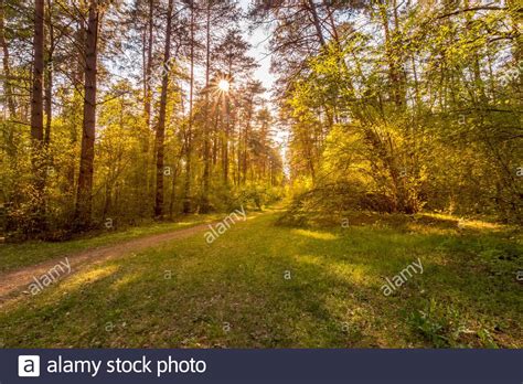 Scene Of Beautiful Sunset Or Sunrise At Spring Summer Pine Forest With