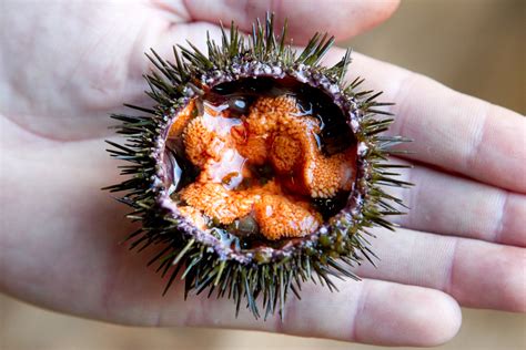 Do You Fancy Norwegian Sea Urchins For Dinner Sunday Post