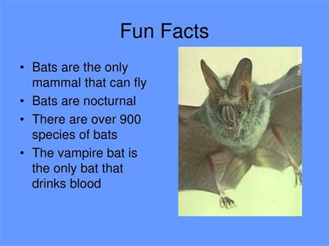 Ppt All About Bats Powerpoint Presentation Free Download Id7010553