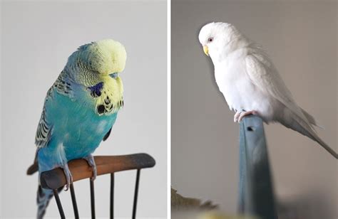 English Budgie Origins Differences And More Psittacology