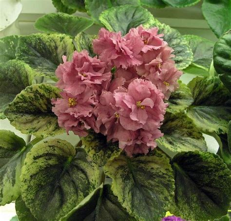 African Violet Saintpaulia Yan Sakhara Plant Russian Variety