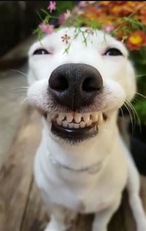 Do Dogs Laugh Or Smile