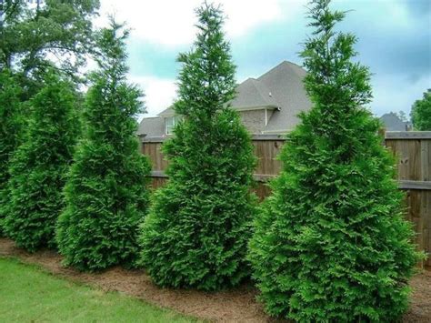 Privacy Trees Fast Growing Privacy Trees — Plantingtree Thuja Green
