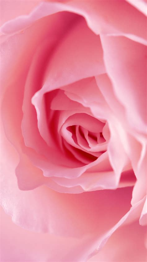 Pink Rose Hd Wallpaper For Your Mobile Phone