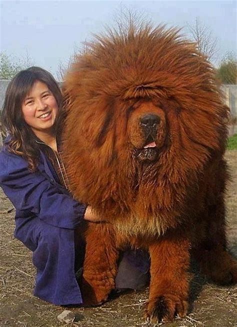 Worlds Most Expensive Dog Sold For 19 Million Click