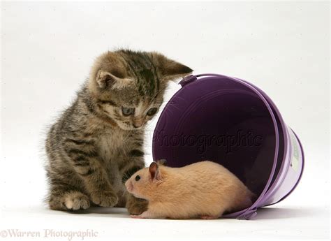 Tabby Kitten With Hamster In A Metal Bucket Photo Wp15188