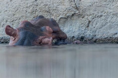 Hippo Animal Lying In The Mud Stock Image Image Of Eyes Herbivore