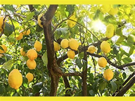 How To Grow Lemon In Your Garden How To Grow Lemon Lemon Tree
