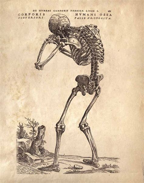 Vintage Anatomy Print Hunched Skeleton Human Body Bones Andreas Vesalius Educational Chart