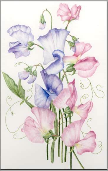 Flowers Watercolor Paintings Sweet Peas 35 Ideas Watercolor Flowers
