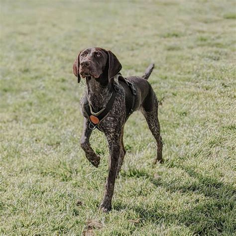 15 Amazing Facts About German Shorthaired Pointers You Probably Never