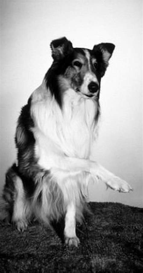 Lassie The Dog Imdb