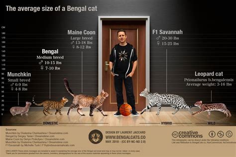 How Big Will A Full Grown Bengal Cat Be