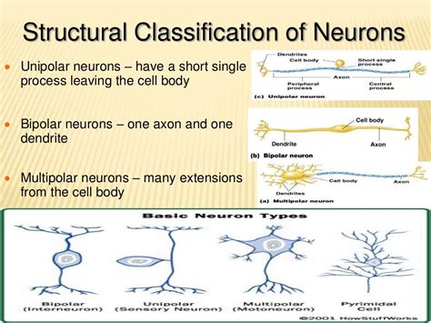 Neuron And Its Structural And Functional Type By Murtaza Syed
