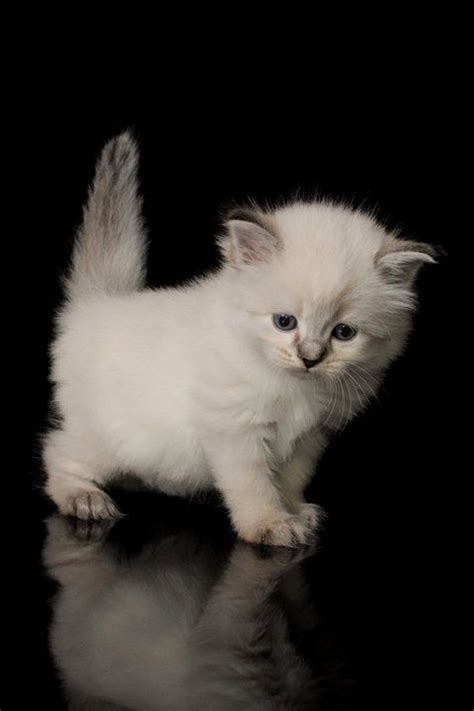 This hypoallergenic cat list should not be the only thing you consider when researching which breed of cat to adopt. Hypoallergenic Cats For Sale Near Me - Cat and Dog Lovers