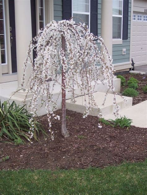 63 Lovely Flowering Tree Ideas For Your Home Yard Front Yard Tree