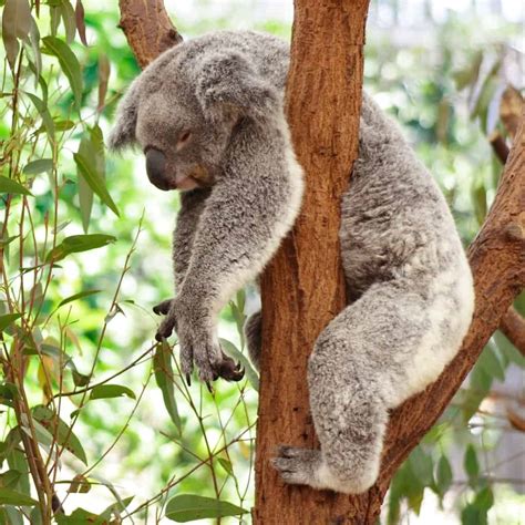 You Wont Believe How Long These 15 Animals Sleep