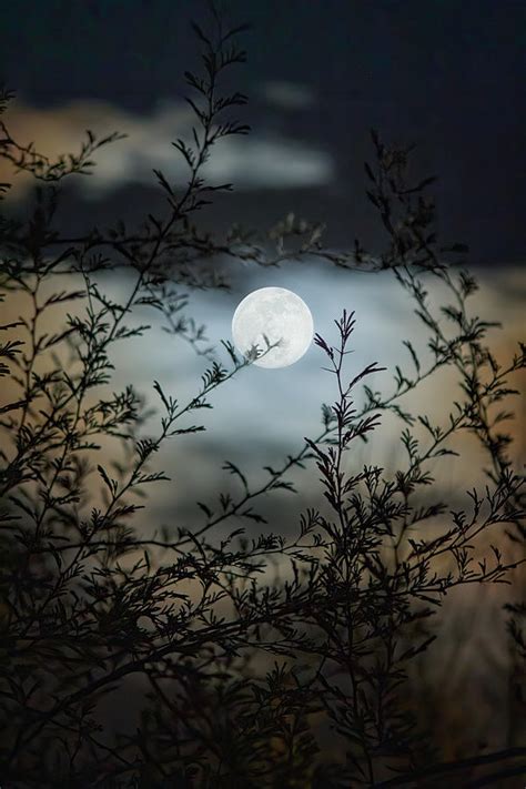 Full Moon Through Mesquite Branches Photograph By Teresa Wilson
