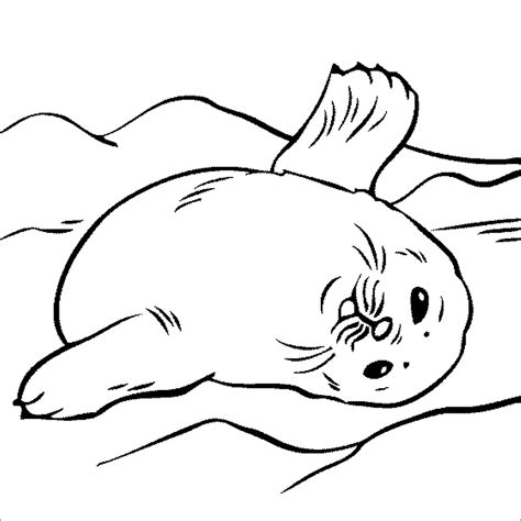 Seal Coloring Pages Best Coloring Pages For Kids