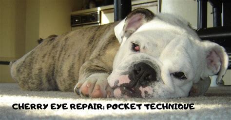 How to fix dog's cherry eye. CHERRY EYE REPAIR: POCKET TECHNIQUE - VIDEO BY Veterinary ...