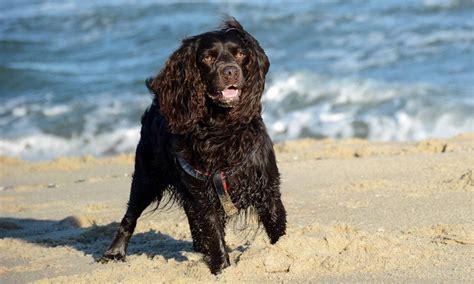 Boykin Spaniel Breed Characteristics Care And Photos Bechewy