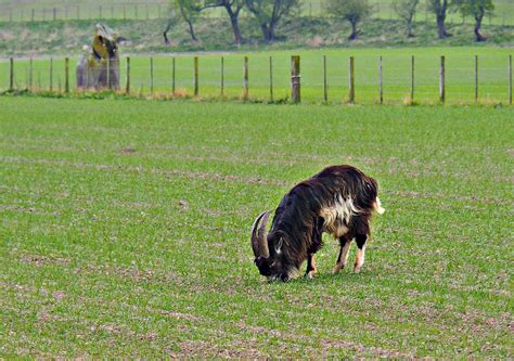 Cheviot Wild Goats Northumberland National Park Paul Buxton Flickr