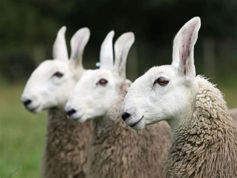 Border Leicester Sheep Now Rare Sheep Breeds Animals Animals Beautiful